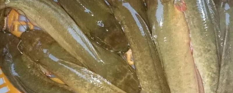 塘角鱼室内人工养殖技术，喂什么料（塘角鱼怎么养在鱼缸里）