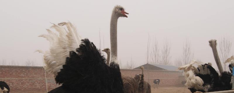 鸵鸟属于鸟类吗，为什么不会飞 鸵鸟属于鸟类吗,为什么不会飞走