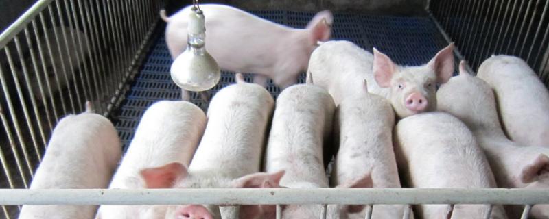 猪掉毛是什么原因，怎么治疗 猪掉毛是什么原因,怎么治疗会传染不