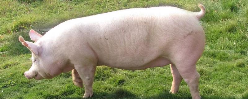 二胎母猪静立多久配好,二胎母猪发情什么时候配种