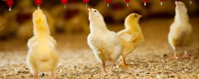 孵化器孵小鸡21天还没出什么原因,孵化器的使用方法