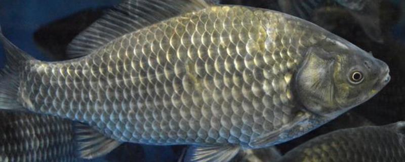 淡水鱼有哪些种类 清蒸淡水鱼有哪些种类