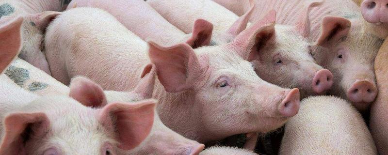 猪冬眠吗，寿命多长（猪在冬天会不会冬眠）