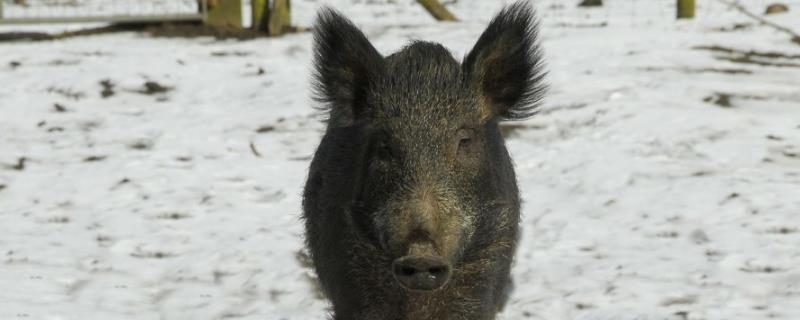野猪怕什么声音,主要分布在我国哪些地方