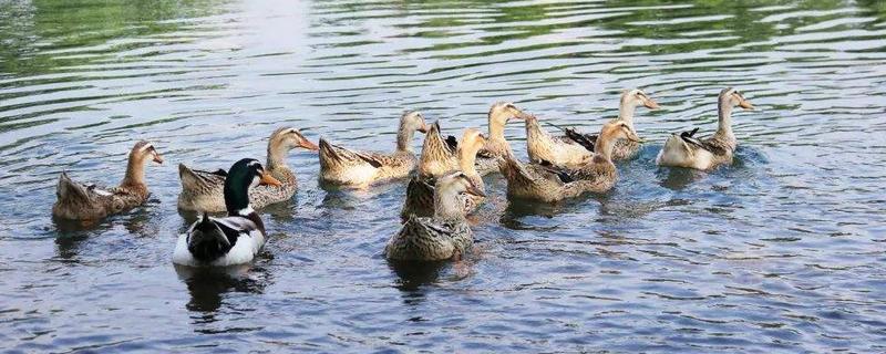 鸭子会咬人吗,鸭子咬鸭子怎么处理