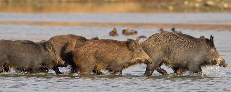 野猪的种类，分布在我国哪些地方（野猪有多少种）