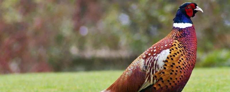 野鸡一窝下几个蛋,鸡下蛋自己吃了怎么办