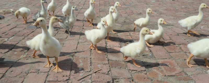 小鹅多久可以露天过夜，如何喂养（小鹅多少天可以在外面过夜）