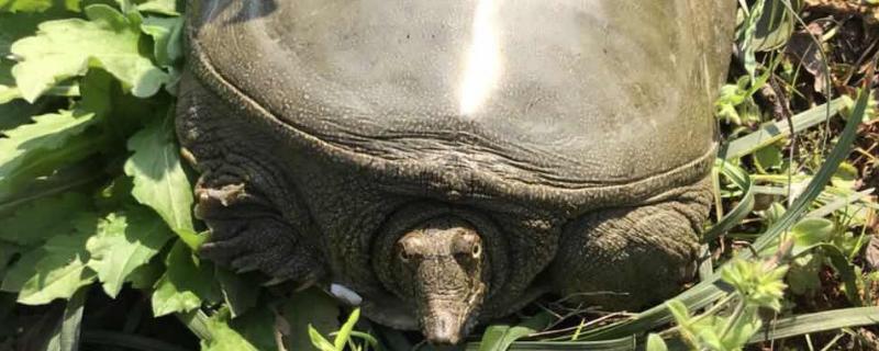 甲鱼个人养殖方法，水深多高合适（甲鱼个人养殖方法,水深多高合适呢）