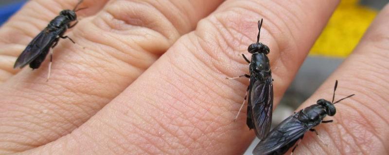 黑水虻是什么东西,附养殖方法(黑水虻的作用与用途)