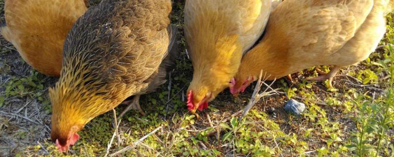 小鸡啄羽啄肛是怎么回事?用什么药(小鸡被小鸡啄出血应该怎么办)