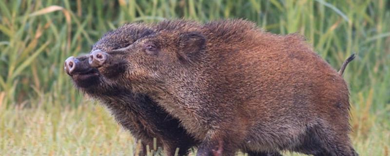 野猪为什么喜欢在雨天下山,喜欢吃什么食物