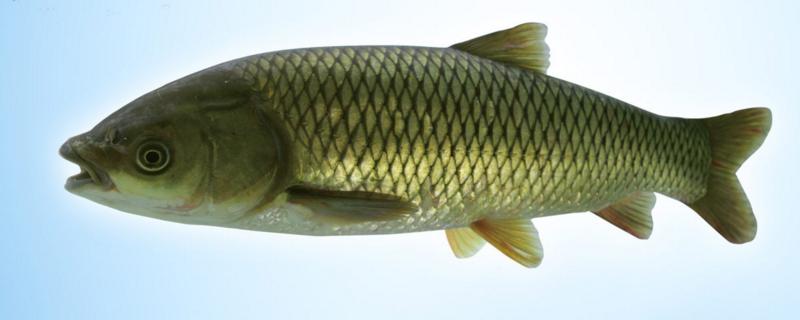 草鱼长什么样,怎么养长得快