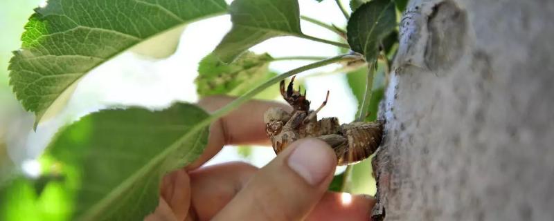 金蝉生长周期多长，用柳树还是榆树 金蝉的生长周期是多长时间