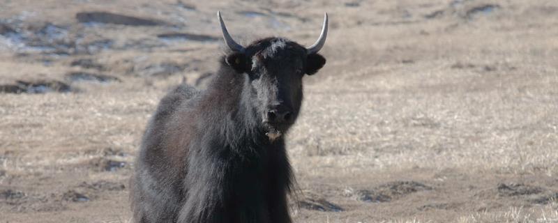 牦牛年龄判断，牦牛养多久可以杀 牦牛年龄判断,牦牛养多久可以杀掉