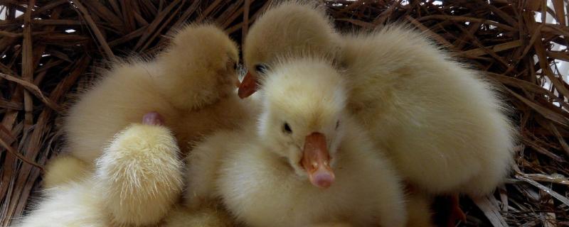 家养的小鹅吃啥，如何预防疾病（家养的小鹅吃啥,如何预防疾病发生）