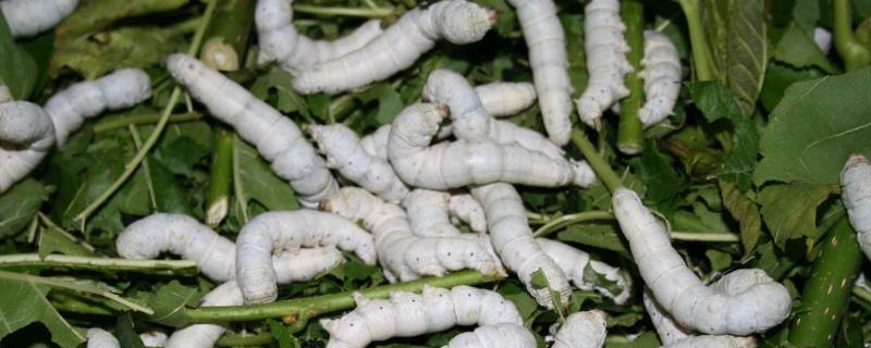 养蚕喂什么药能提高产量,附养蚕的方法和步骤