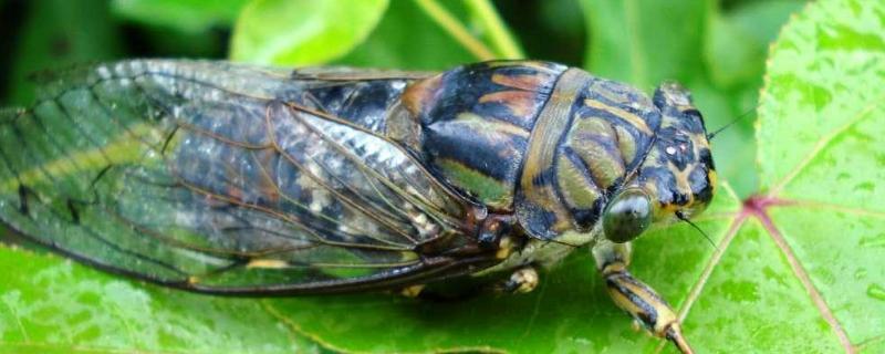 金蝉怎么繁殖，繁殖周期多长 养殖金蝉生长周期多长