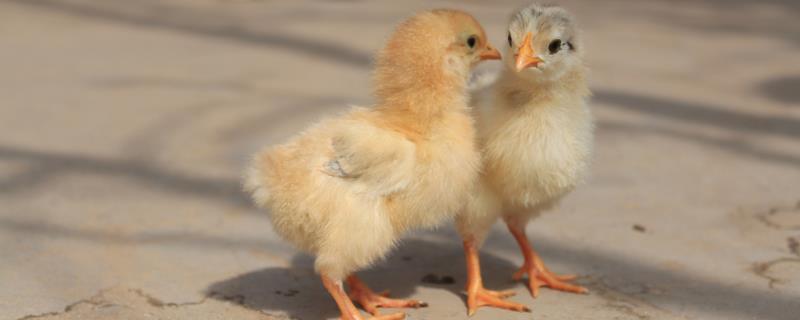 怎样才能让小鸡长大,什么品种的鸡长的最大
