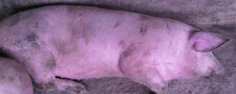 育肥猪身上发红是怎么回事,如何治疗
