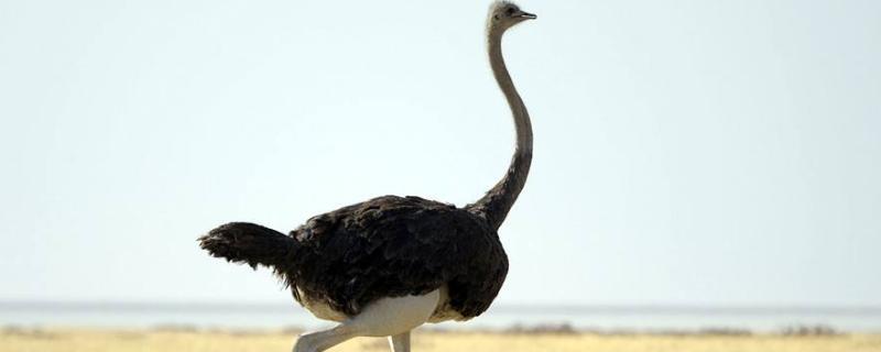 鸵鸟分布,一年产蛋多少(鸵鸟每年产多少蛋)
