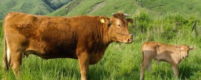 牛的种类有哪些(牛的种类有哪些动物呢?)