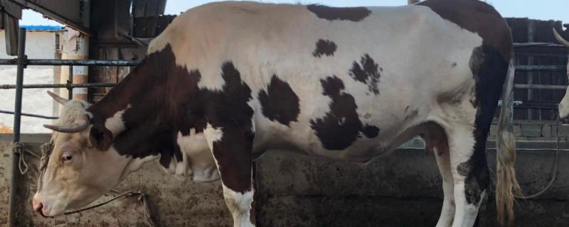 奶牛一天产奶多少公斤,附机械挤奶步骤