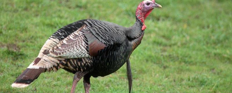 火鸡吃什么饲料以什么为主,什么时候开始喂饲料合适