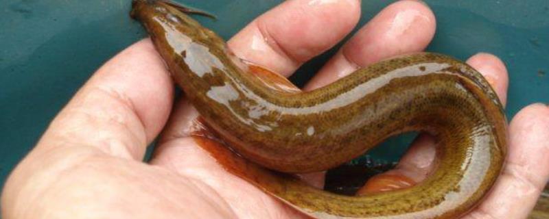 泥鳅离开水能活多久,可以养在沙子里面吗