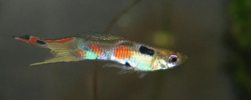 孔雀鱼受精一次 孔雀鱼受精一次可以生几胎