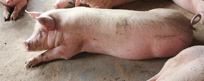 猪伪狂犬打什么针治疗,是什么原因导致的