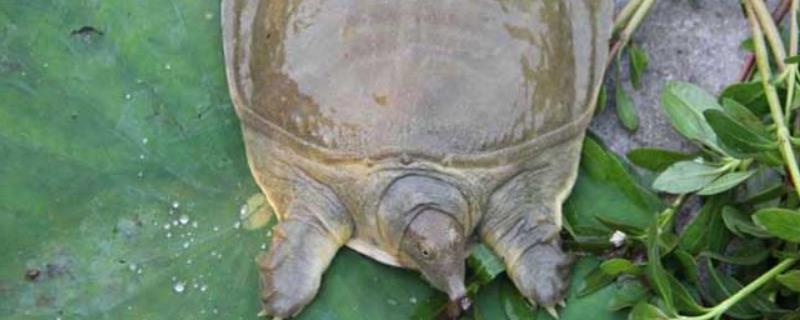 甲鱼冬天在深水过冬还是浅水,甲鱼养殖注意事项