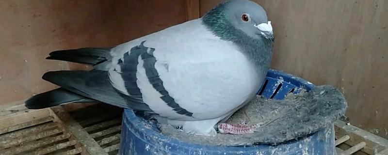 鸽子老是孵蛋失败怎么回事,孵蛋时公母如何分工