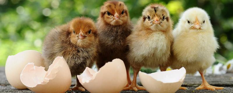 小鸡感冒什么药效果最佳用,附感冒原因及症状