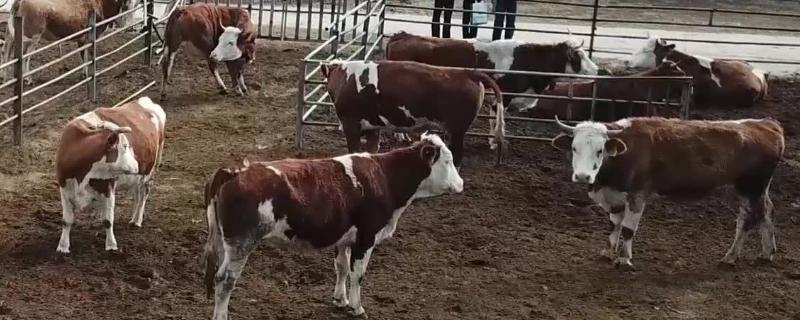 奶牛产后瘫痪的原因及治疗（奶牛产前瘫痪怎么治疗）