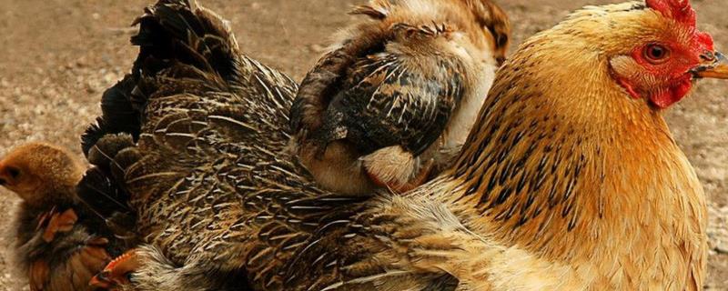 鸡不下蛋了要吃什么药,鸡下蛋后为什么要咯咯叫