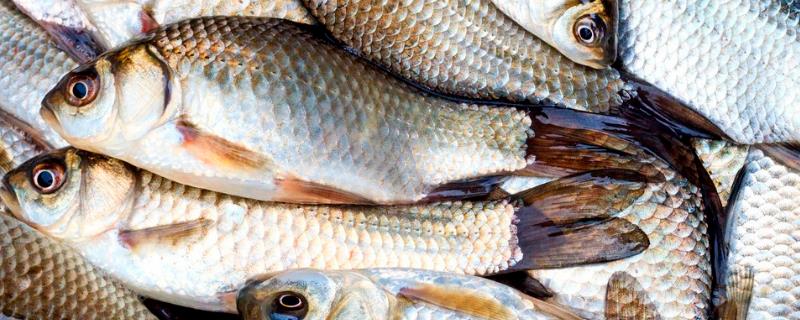 鲫鱼体重与尺寸对照表,喂什么饲料长得快