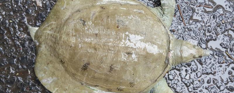 甲鱼可以直接用自来水养吗,甲鱼在水里多久出来吐气