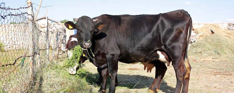 牛打栏秘方，牛打栏是什么症状（牛打栏的症状是什么怎样提高牛发情）