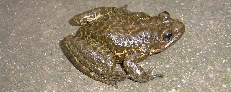 石蛙吃什么食物，分布在哪里（石蛙图片 野生石蛙喜欢吃什么）