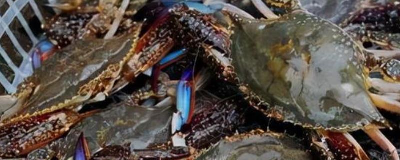 梭子蟹的蟹黄是什么样子的,蟹黄为什么会发苦