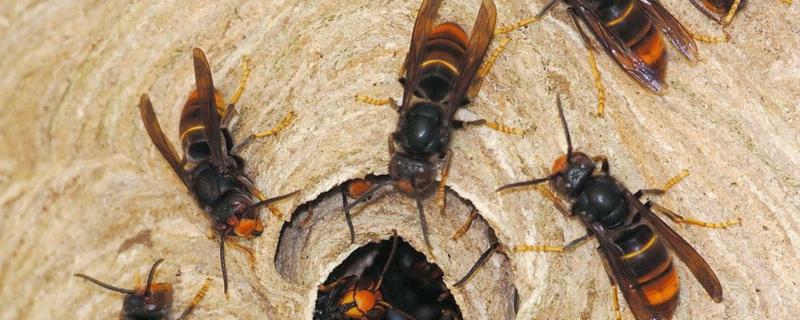 中国毒蜂种类 中国毒蜂大全