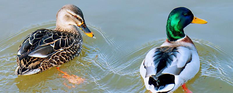 野鸭子吃什么食物,附生活环境介绍