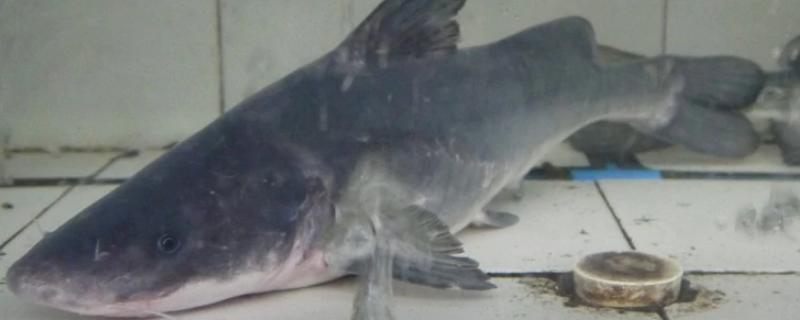 鮰鱼和鲶鱼是一样的鱼吗,鮰鱼是淡水鱼还是海水鱼