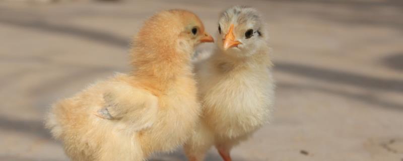 10天的小鸡长什么样子，小鸡如何喂养（10天的小鸡长什么样子,小鸡如何喂养）