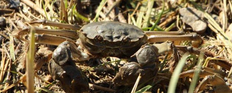 大闸蟹不进地笼怎么办，大闸蟹的养殖周期是多长时间