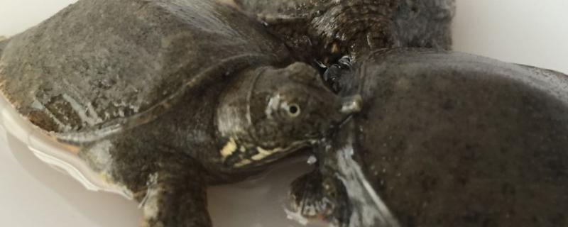 在家甲鱼怎样喂养,对水质有什么要求