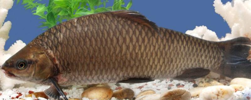 水产vc使用的注意事项,水产vc的作用