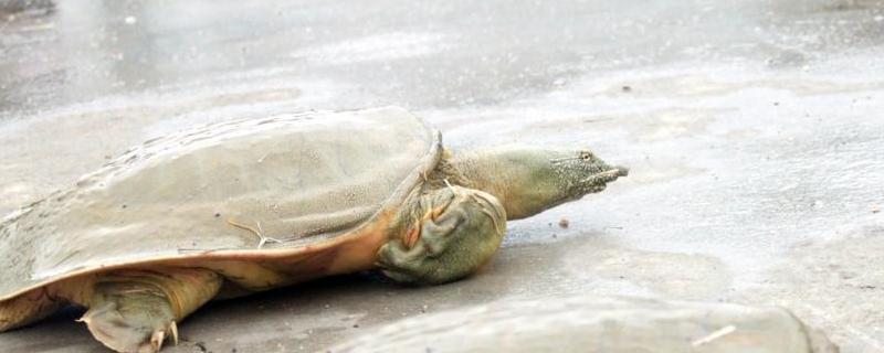 甲鱼的寿命一般多少年,喜欢生活在什么环境中