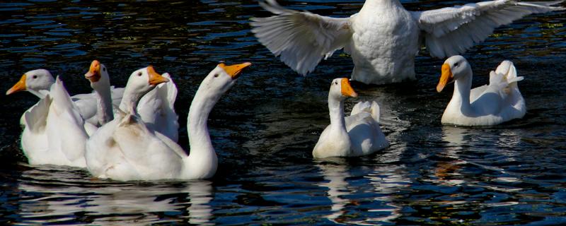 白鹅的特点，什么品种长得最大（白鹅的特点,什么品种长得最大呢）